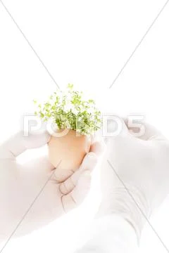 Scientist hand removing cress from egg shell Stock Photos