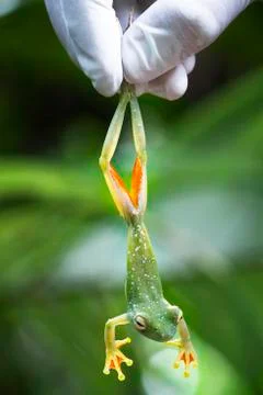 A scientist handles a scarlet-webbed tree frog in Costa Rica Stock Photos