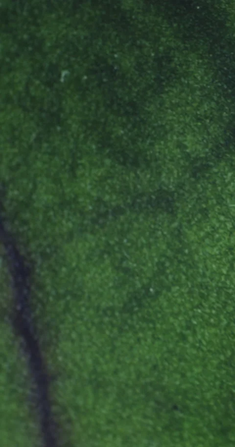 Scientist, hands and microscope screening of leaf for plant disease, fungal Stock Footage 336736323