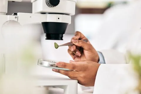Scientist, hands and test leaf with microscope for research in biotechnology Stock Photos