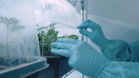 Scientist hands open cultivating container for plants quality check, Stock Footage 301655170