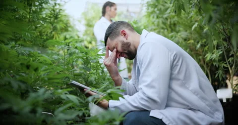 Scientist, headache and man with tablet for plants, crop failure or frustrated Stock Footage 336318684