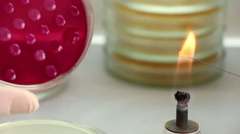 Scientist heats loop and takes bacterial biomass Stock-Footage 60239574