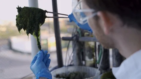 Scientist holding algae and checking its status for biotech and food research Stock Footage 112661808