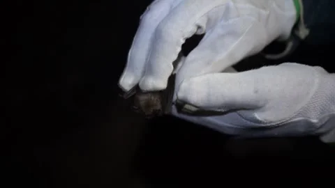 Scientist holding a bat with gloved hands. Researcher Stock Footage 336908752