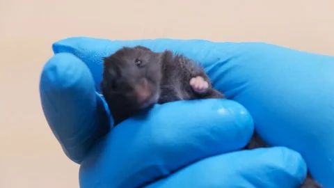 Scientist holding black laboratory mouse Видео 124409531