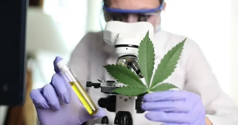 Scientist holding cannabis leaf and marijuana oil in front of microscope closeup Stock Footage 224724494