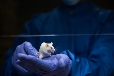 Scientist holding a lab mouse Stock-Fotos