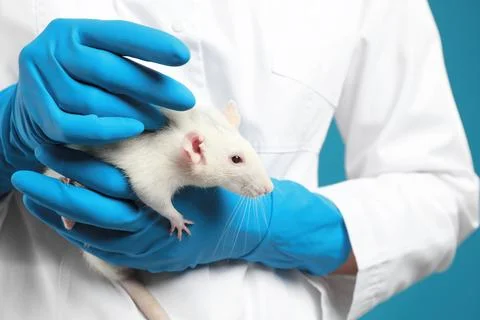 Scientist holding laboratory rat, closeup. Small rodent Stock Photos