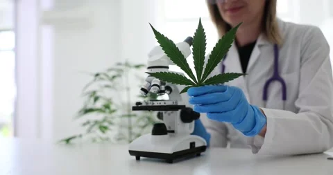 Scientist holding marijuana cannabis leaf and looking through microscope in Vídeos de archivo 246761195