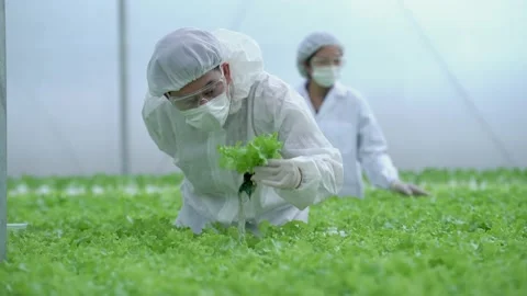 Scientist holding plants on vegetable tray. Hydroponics process at laboratory. Stock Footage 163779409
