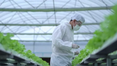 Scientist holding plants on vegetable tray. Hydroponics process at laboratory. Stock Footage 163779541