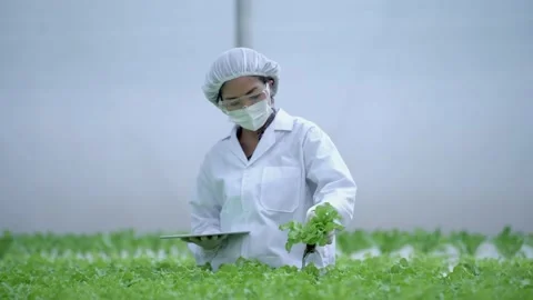 Scientist holding plants on vegetable tray. Hydroponics process at laboratory. Stock Footage 163780481
