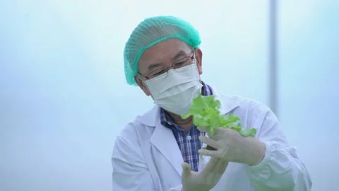 Scientist holding plants on vegetable tray. Hydroponics process at laboratory. Stock Footage 163780553