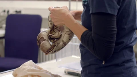Scientist holding a python Stock Footage 238038832