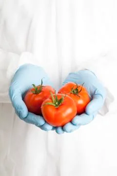 Scientist holding three tomatoes Stock Photos