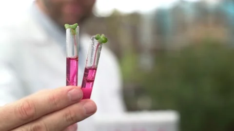 Scientist holds test tubes with plants in his hands. Bioengineering, GMOs Stock Footage 185359870