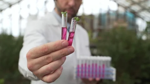 Scientist holds test tubes with plants in his hands. Bioengineering, GMOs Stock Footage 186445433