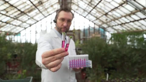 Scientist holds test tubes with plants in his hands. Bioengineering, GMOs Stock Footage 186917714