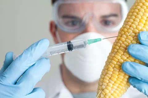 Scientist injecting corn cob Stock Photos