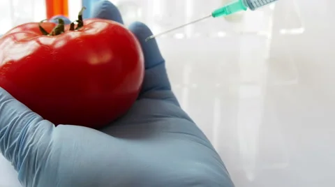 Scientist injecting tomato in laboratory, 4k, UHD Stock Footage 50010935