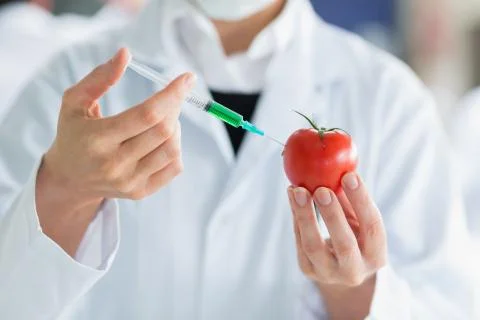 Scientist injecting a tomato Stock Photos