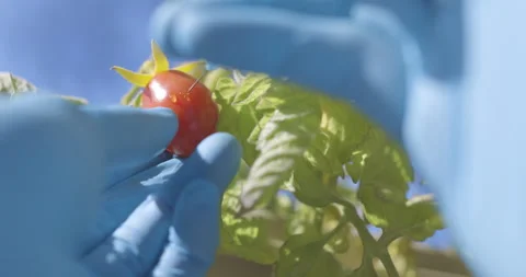 Scientist injecting tomato vine, GMO crops, pest and drought resistant Stock Footage 142493530