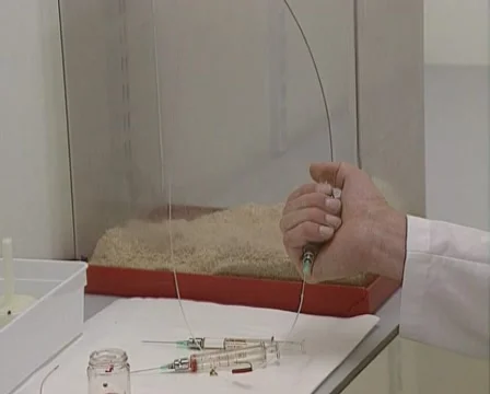 Scientist injects a fluid into a laboratory rat, using a cannula Vídeo Stock 53894308