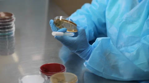 A scientist inoculates a patients sample onto a petri dish. Stock Footage 314339993