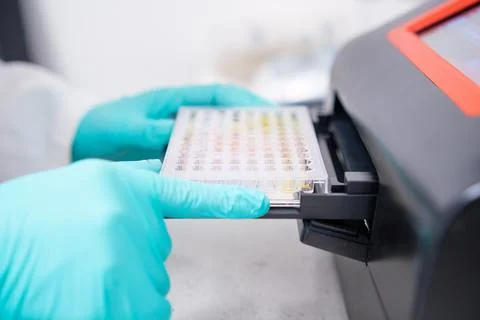A scientist inserts a microplate into a microplate spectrophotometer for Stock Photos