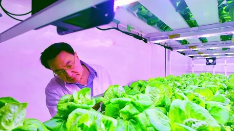 Scientist inspecting fresh hydroponic lettuce in a high-tech vertical farm. Video stock 303621426