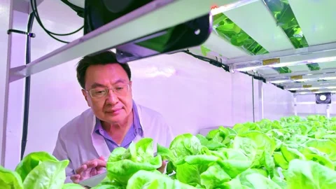 Scientist inspecting fresh hydroponic lettuce in a high-tech vertical farm .. Video stock 310721786