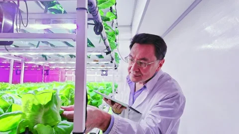 Scientist inspecting leafy greens in a high tech indoor farm under LED grow 動画素材 315206493