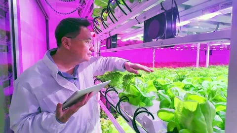Scientist inspects fresh lettuce in a vertical indoor farm using a tablet. Stock Footage 313877920