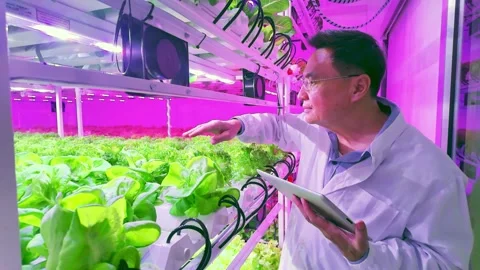 Scientist inspects green leafy vegetables under LED grow lights in a modern. Stock Footage 313136851