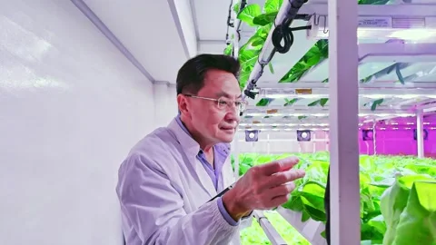 Scientist inspects hydroponic lettuce plants in a vertical indoor farm Stock Footage 314370860