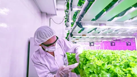 Scientist inspects leafy greens in a controlled vertical hydroponics farm. Stock Footage 313136855