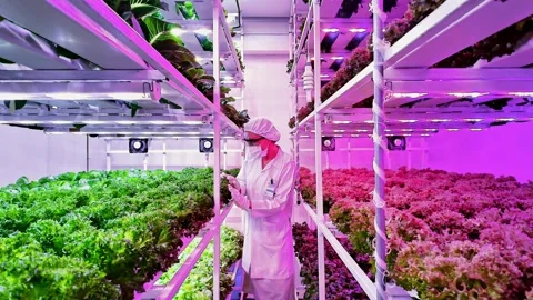 Scientist inspects leafy greens in a vertical hydroponic farm under LED grow Stock Footage 321338229