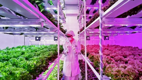 Scientist inspects leafy greens in a vertical hydroponic farm under LED light Video stock 325708378