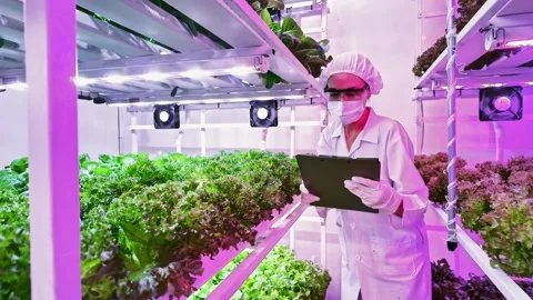 Scientist inspects leafy greens in a vertical hydroponic farm under LED grow Video stock 326726895