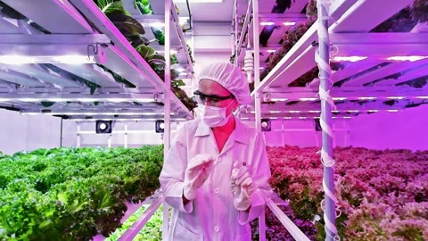Scientist inspects leafy greens in a vertical hydroponic farm under LED grow Stock Footage 326726946