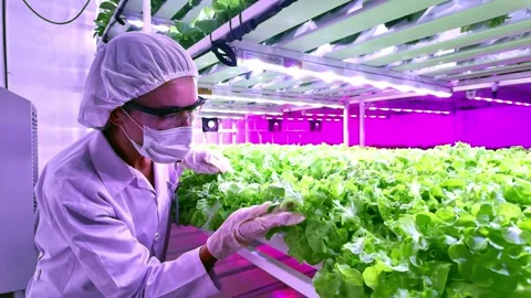 Scientist inspects lettuce in a high-tech indoor hydroponic farm under LED. 動画素材 310232874