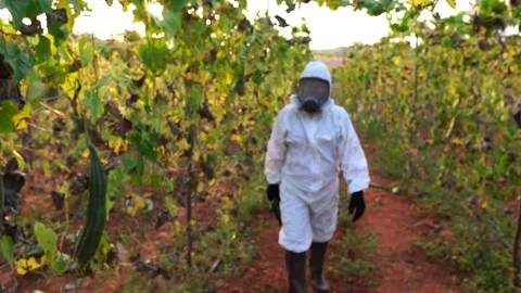 Scientist investigating at dead crops on a field Stock Footage 147145003