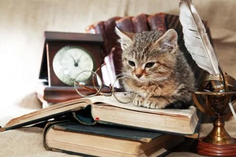 Scientist Kitten Stock Photos