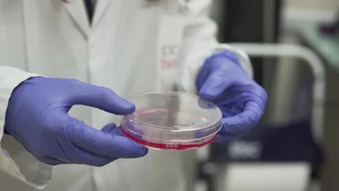 Scientist on a lab coat and blue gloves holding a petri dish containing pink Stock Footage 158242812