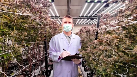 Scientist in a lab coat and face mask inspects cannabis plants in a smart farm. Stock Footage 302351112