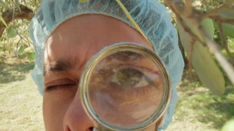 Scientist with lab coat and magnIfying lens checking quality of olive tree Stock Footage 267071020
