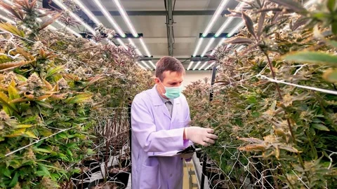 Scientist in lab coat and mask inspects cannabis plants in a modern indoor farm. Видео 309609364