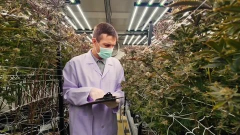 Scientist in lab coat and mask inspects cannabis plants in a modern indoor grow Stock Footage 314370841
