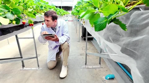 Scientist in lab coat examines hydroponic strawberries in a high-tech farm. Stock Footage 302350720